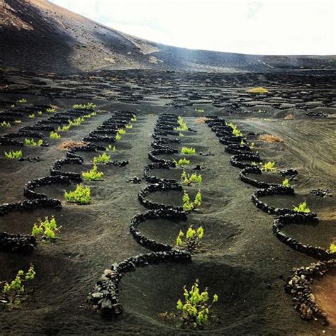 The Volcanic Vineyards Of La Geria Lanzarote Spain Isla De