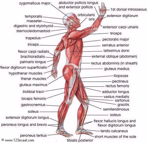 The human body collectively is the most complex machine known to man, like any machine, the human body is made of different body parts situated in some particular way with the goal of performing some function. The names of the muscles in bodybuilding and place of ...