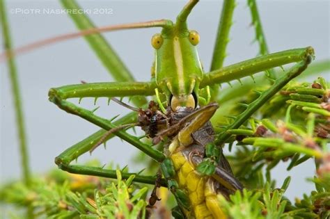 But polygynous grasshoppers do not seem to feed on all plants equally likely. Do grasshoppers eat each other? - Quora
