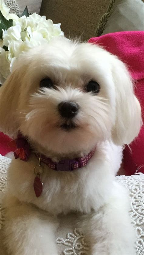 Havanese Puppies Maltese Dogs Cute Puppies Dogs And Puppies Cute