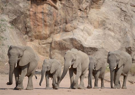 Namibian Desert Elephant Conservation