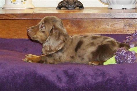 Click here to be notified when new dachshund puppies are listed. Our Mini Darling Dachshund Dapple Puppies! for Sale in ...