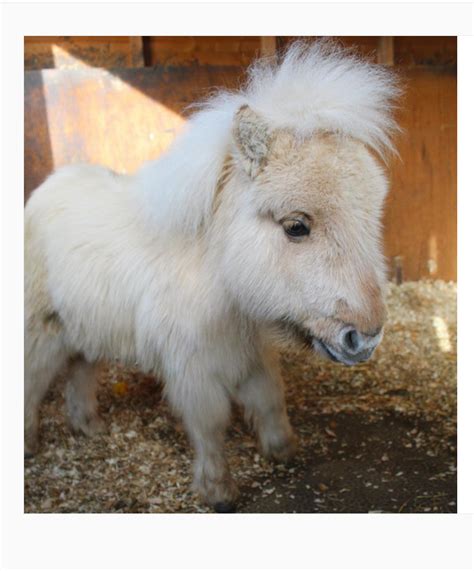 ριntєrєѕt Rayneslays Shetland Pony Cute Baby Horses Cute Ponies
