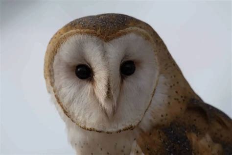 Owls In Pennsylvania 9 Species With Pictures Wild Bird World