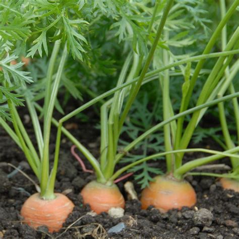Carrot Seed All Year Round Blend Daucus Carota
