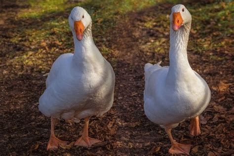 Top Ten Facts About Geese Ar