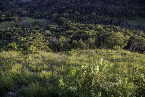 Looking Down Into The Valley With Grasses And Trees Image Free Stock