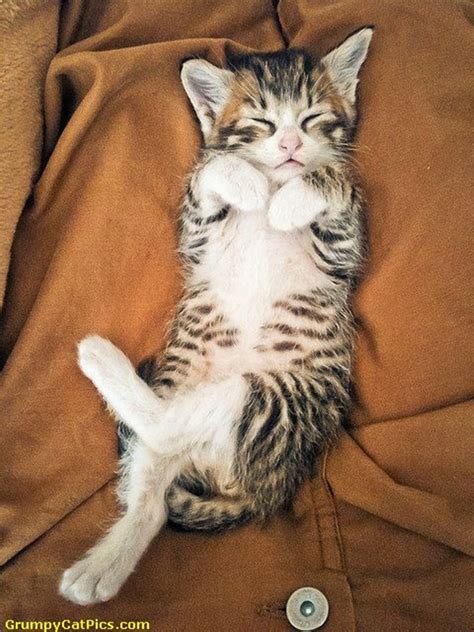 50 Cute Cat Pictures To Make You Say A