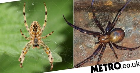 Spiders In Britain Are More Dangerous Than We Thought Study Claims