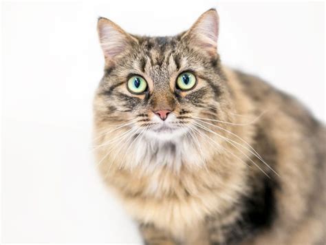 Domestic Medium Hair Cat Pet Breed Info Pictures Temperament