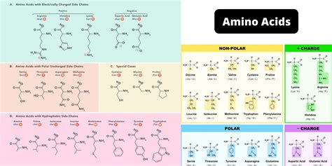 Amino Acids Physical Properties Structure Classification Functions My