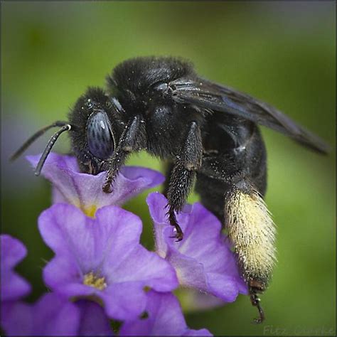 Long Horned Bee Female Melissodes Bimaculata Id Please Melissodes