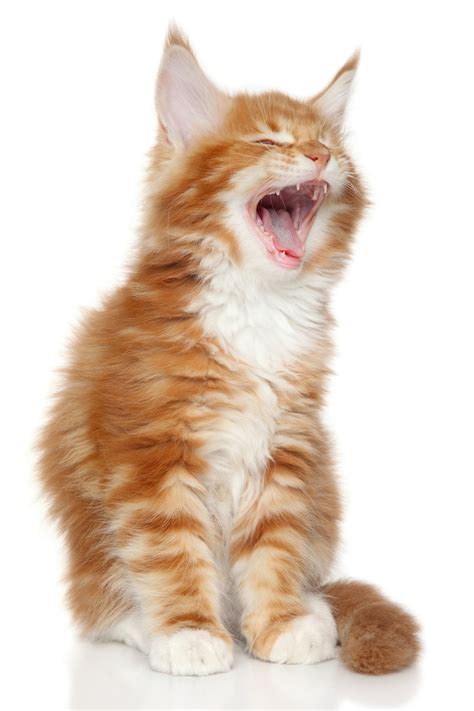 20 Interesting Facts About The Beautiful Orange Tabby Cat