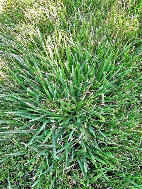 Coarse Fescue Vs Crabgrass Tall Fescue Is A Thick Bladed Fast Growing