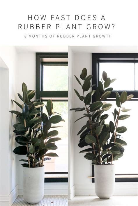 A Complete Guide To Caring For Rubber Plants And Answers To Why Yours