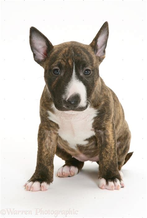 Old English Bull Terrier