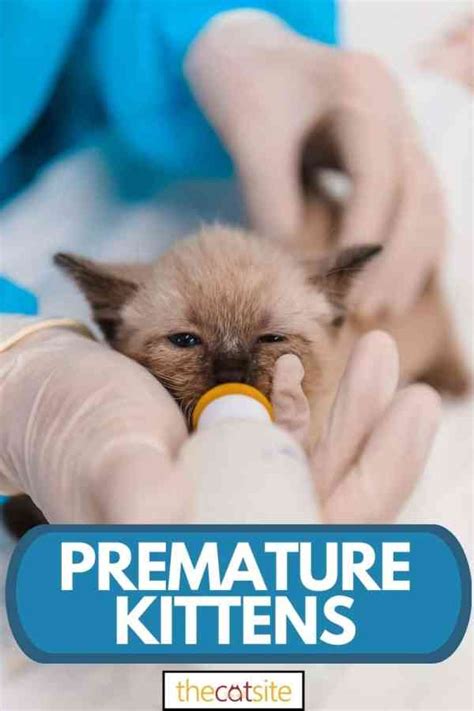How To Take Care Of Premature Kittens A Comprehensive Guide August