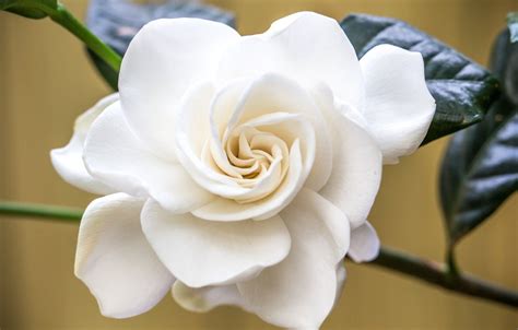 Gardenia Wallpapers Wallpaper Cave