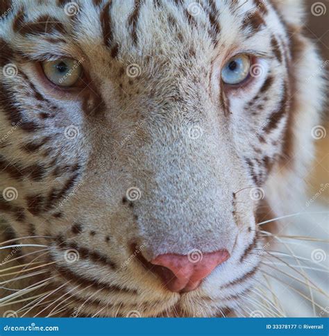 White Tiger Stock Image Image Of Conservation Hunt 33378177