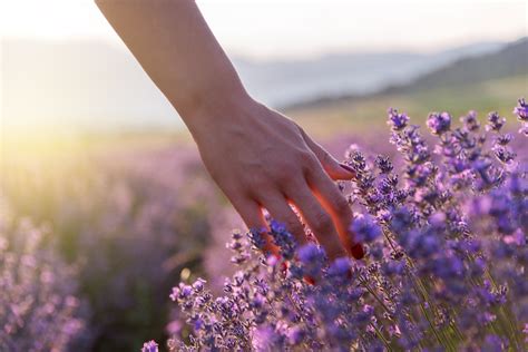 Lavender Low Maintenance High Returns — Harvest Returns