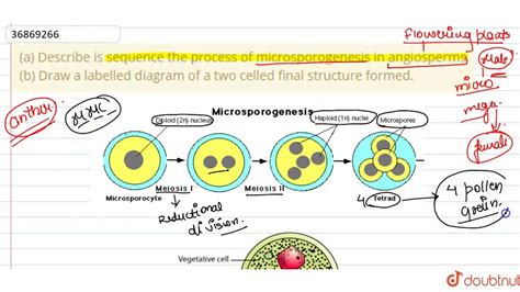 A Describe Is Sequence The Process Of Microsporogenesis In