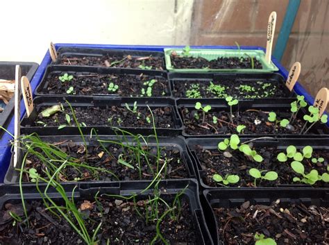 Seedlings Home Grown Sustainable Jillsustainable Jill