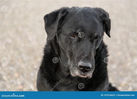 Old Black Stray Dog Headshot Stock Photo Image Of Head Black 131016022