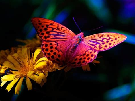 Bright Butterfly Hd Desktop Wallpaper Widescreen High Definition