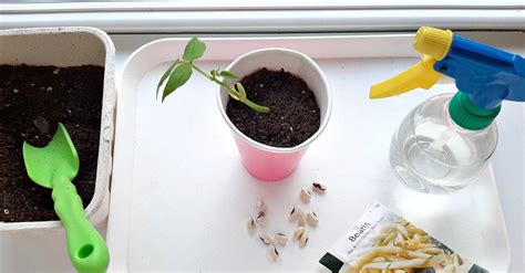 Planting Seeds With Toddlers My Bored Toddler