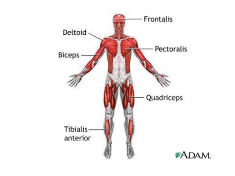 Anatomy Of A Muscle Organ