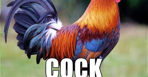 Repost This Cock Album On Imgur