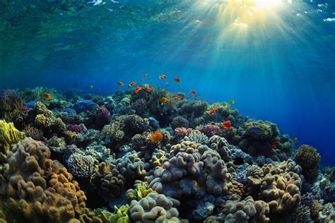Access To Sunlight Is Critical For The Survival Of Coral Reefs