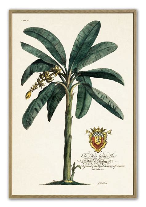 Palm Print Vintage Botanical Illustration Wall Decor Palm With Coat