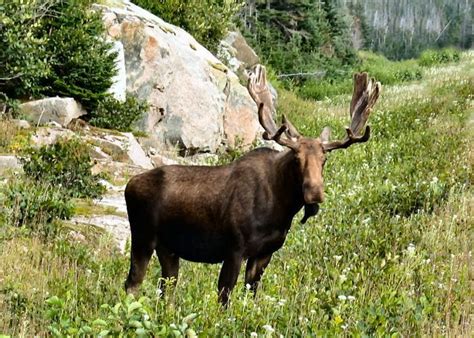 8 Reasons To Visit Newfoundland Right Now Newfoundland Animals Moose