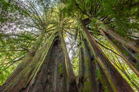 How Redwoods Remember A Fire Bay Nature
