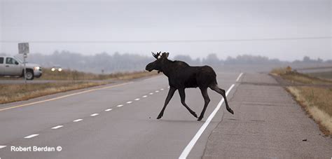 They're great for smooth novices should not try these twisted trails. Road Kill - The Canadian Nature Photographer