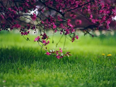 98 Spring Nature Hd Wallpapers