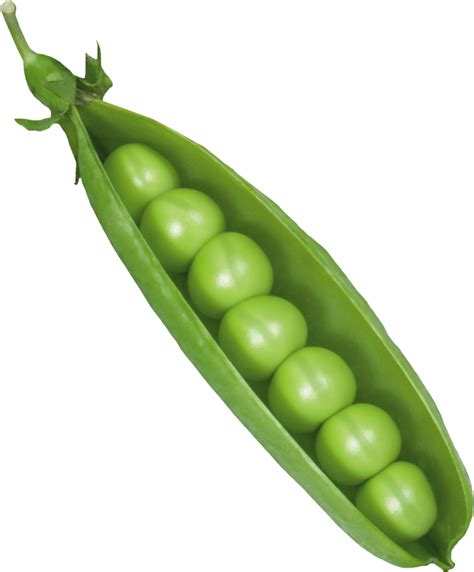 Pea PNG Image PurePNG Free Transparent CC0 PNG Image Library
