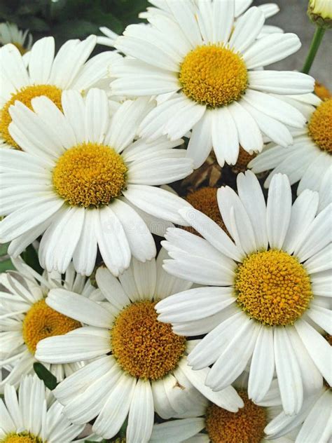 Lovely White Marguerite Daisy Flowers Stock Image Image Of Capitula