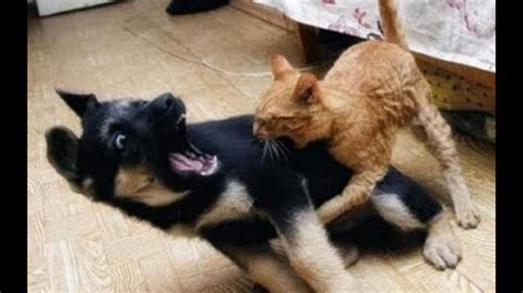 Your cat may get into fights with other cats, or even dogs or squirrels. Cat vs Dog FIGHT - YouTube