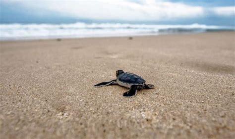 Liberaron A Miles De Tortugas En Peligro De Extinci N En Las Playas De