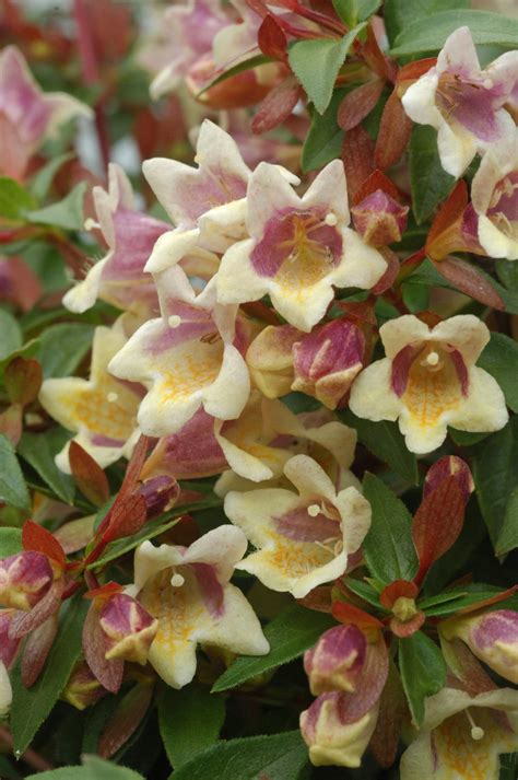Lots of plant abelia to choose from. Sunny Anniversary® - Abelia x grandiflora | Proven Winners