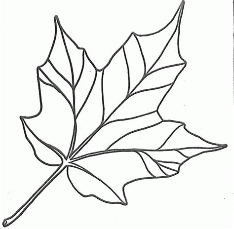 Maple Leaf Outline Coloring Home