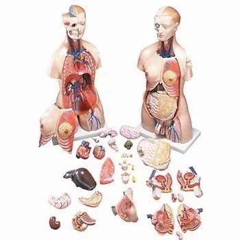 Male Body With Internal Organs Digital Art By Stocktrek Images My XXX