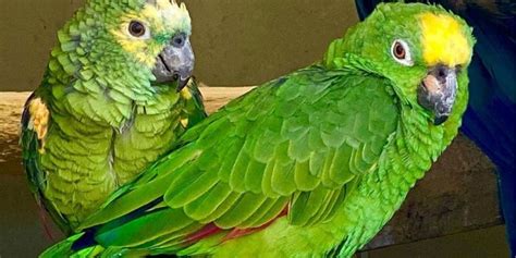You can't go wrong with what you choose. Chico, el loro cantante que puede imitar a Beyoncé y ...