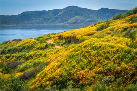 The Wildflower Trail Diamond Valley Lake California Spring Superbloom