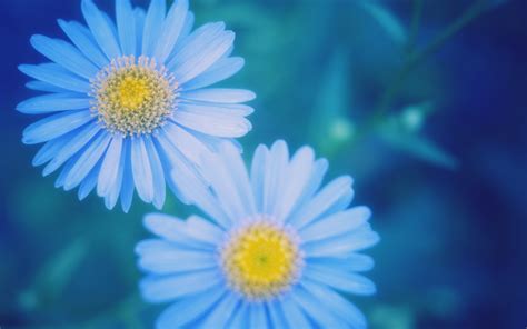 Nature Flowers Macro Blue Flowers Wallpapers Hd Desktop And Mobile