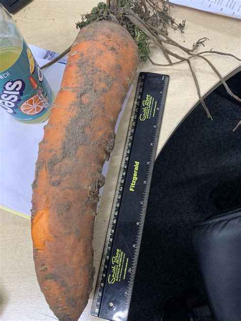 This Big Ass Carrot Mildlypenis