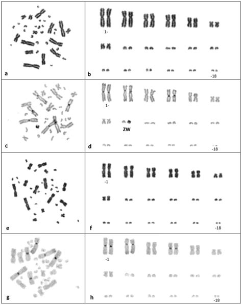 The Sex Chromosomes Are Labelled In The C Banded Female Karyotype D Download Scientific Diagram