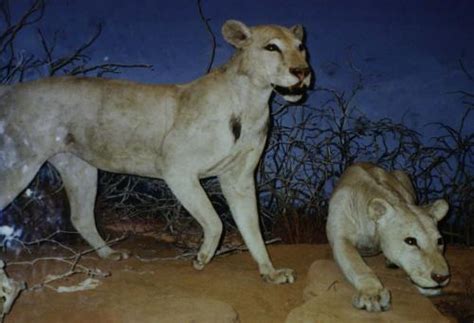 After this, the camera cuts to a building. The Tsavo Man-Eaters